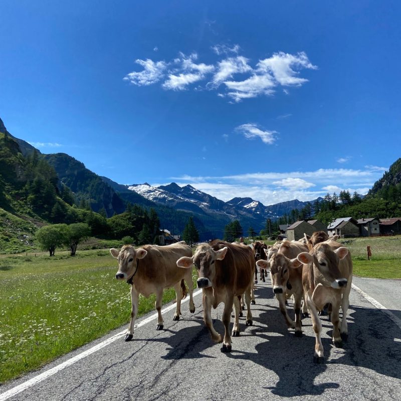 Formazza Agricola — foto 5