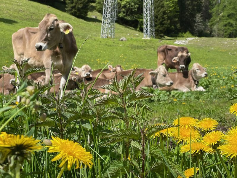 Formazza Agricola — foto 6